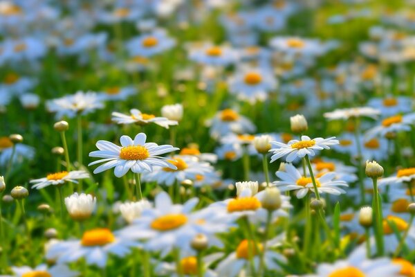 Margaridas de campo, natureza de Verão