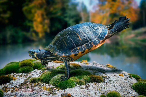 Багатогранні і чудовий підводний світ