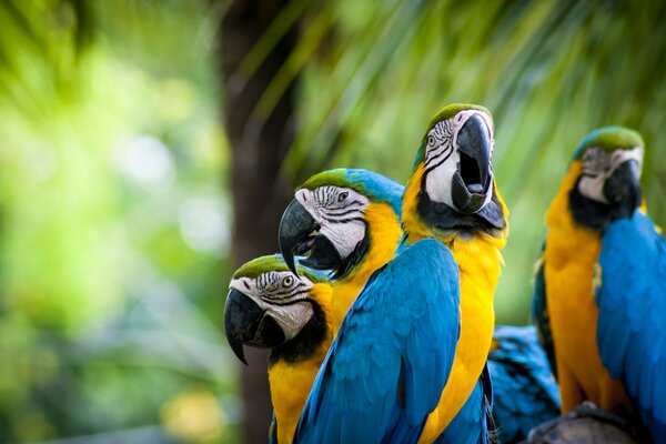 Loros guacamayos habitantes de los trópicos