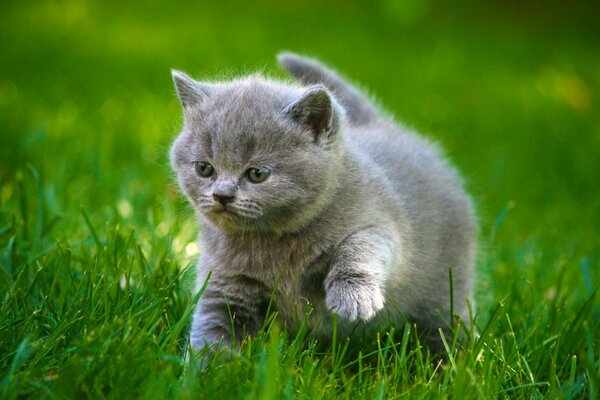 The gray kitten raised its paw in the grass