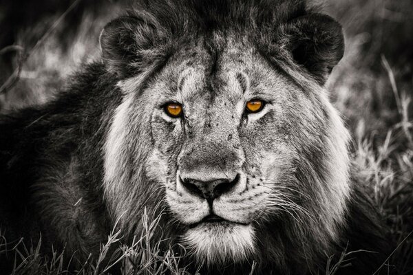 A black and white lion looks into the camera