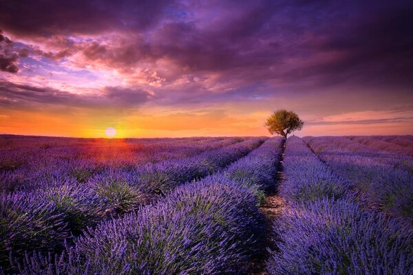 Salida del sol sobre el campo de la flor