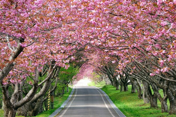 Eine Allee aus Bäumen im Park