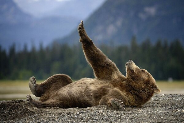 A bear pointing its paw at the sky