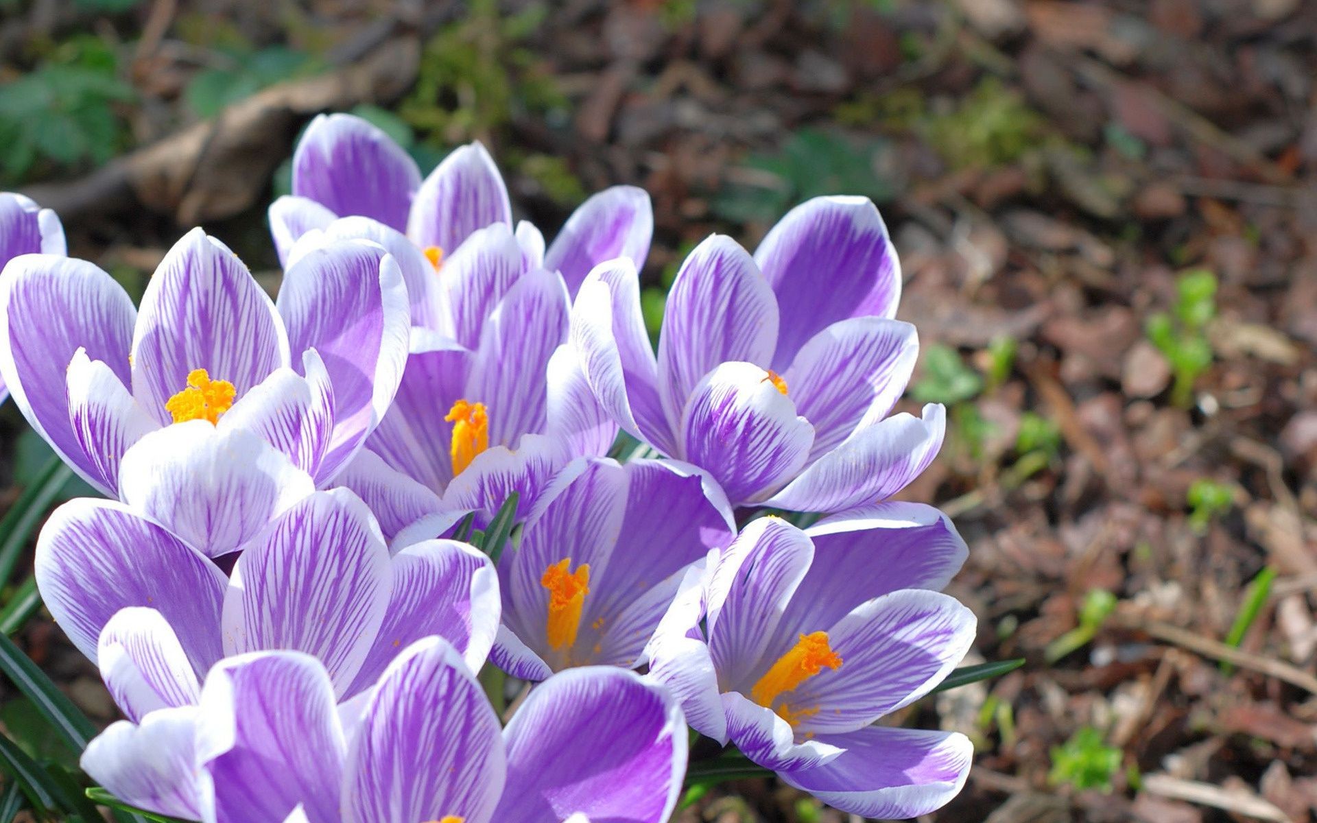 çiçekler doğa çiçek flora bahçe çiçek yaprak çiçeklenme petal yaz renk çiğdem sezon güzel yakın çekim parlak büyüme açık havada park çimen