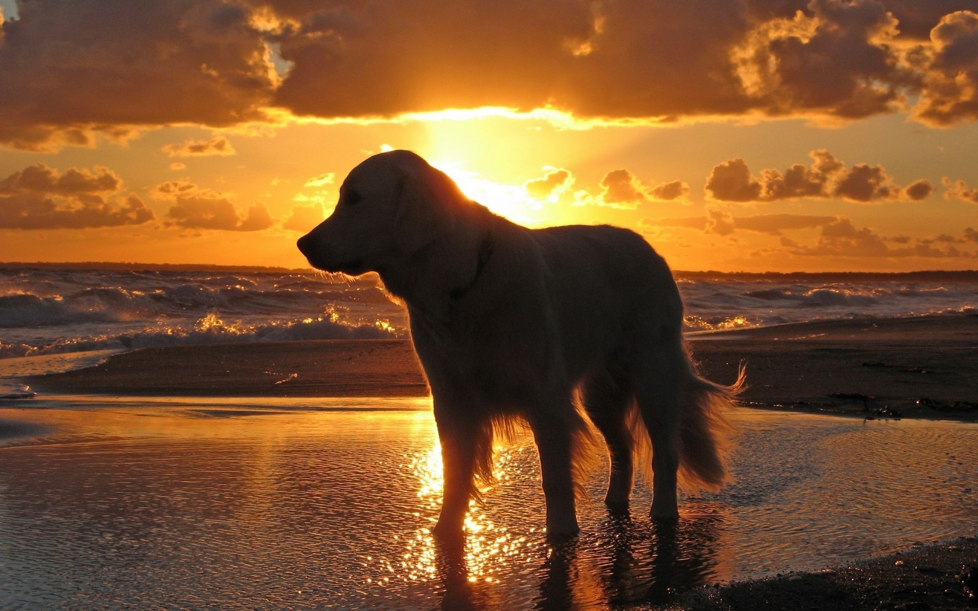собаки закат воды пляж рассвет солнце сумрак море вечером океан небо пейзаж