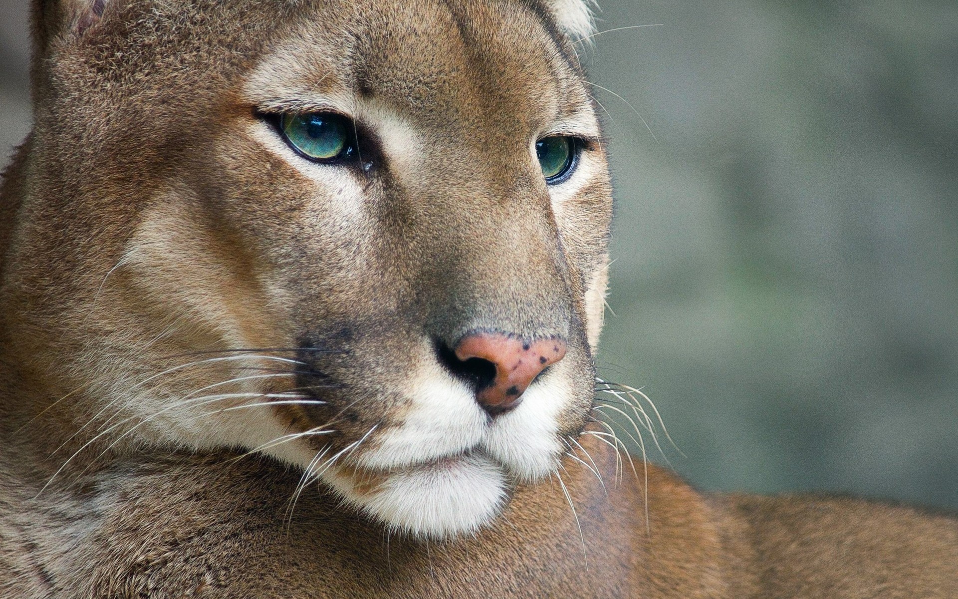 hayvanlar kedi yaban hayatı memeli hayvanat bahçesi aslan hayvan portre yırtıcı hayvan göz doğa vahşi kürk avcı sevimli puma puma