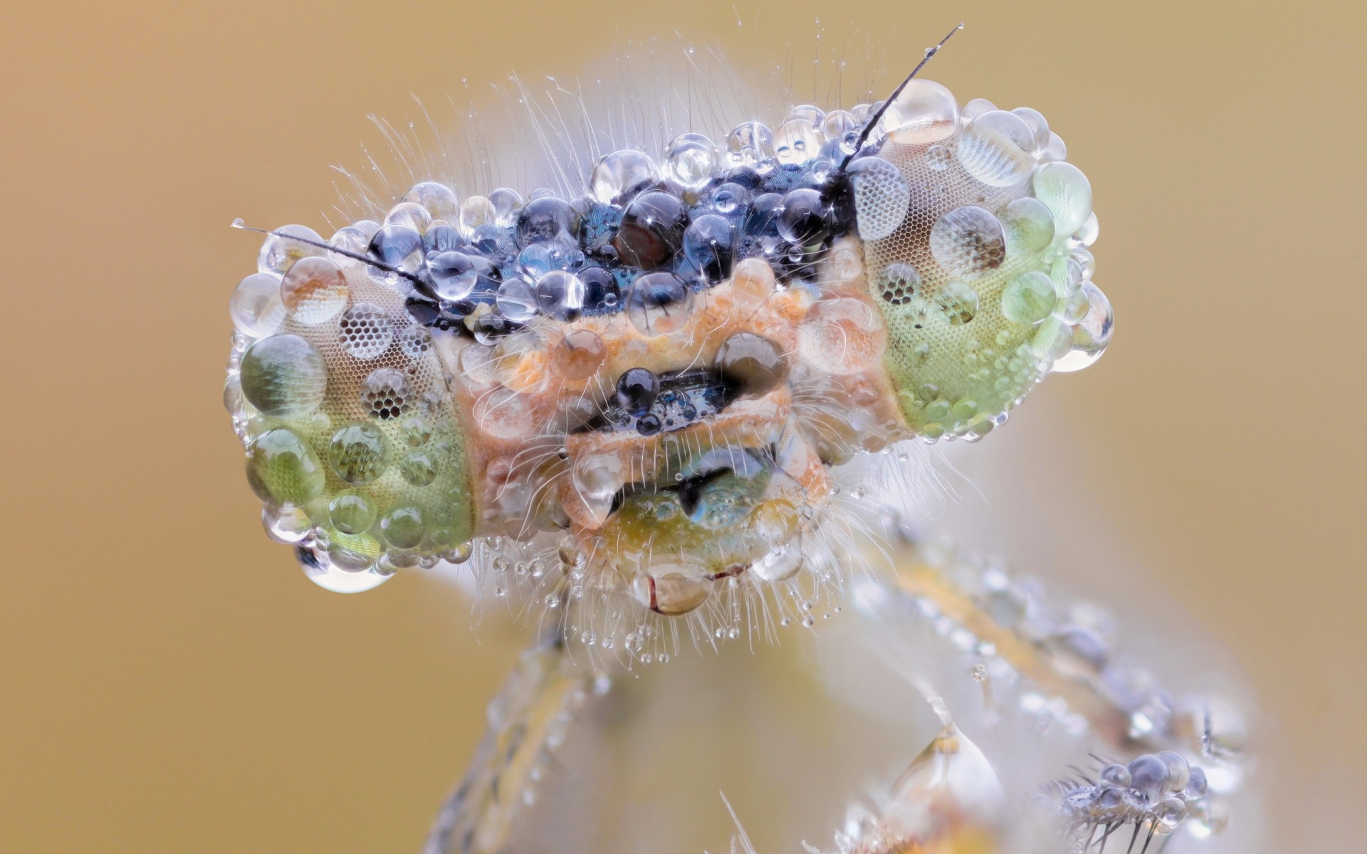 insects nature close-up desktop insect flora flower little fly macro water drops