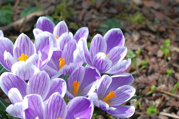 Bellissimi bucaneve lilla primaverili