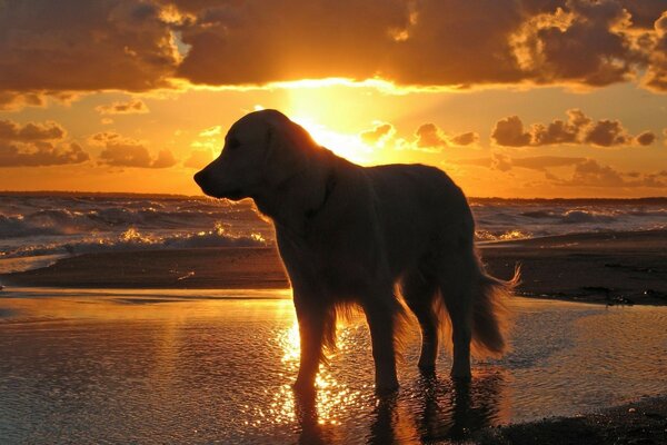 Cachorro fica na água ao pôr do sol