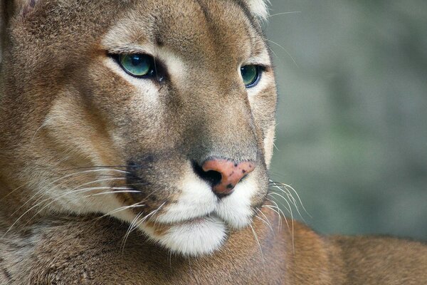 Majestic Kings of the wild