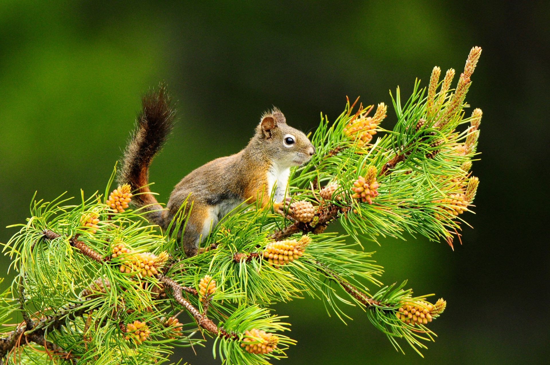 ardilla naturaleza madera al aire libre vida silvestre madera poco hoja salvaje