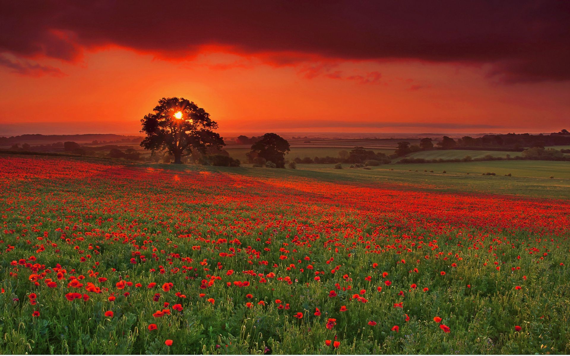 puesta de sol y amanecer poppy flor campo paisaje rural agricultura pastizales campo heno naturaleza al aire libre hierba tierra cultivada cielo sol granja verano amanecer pasto