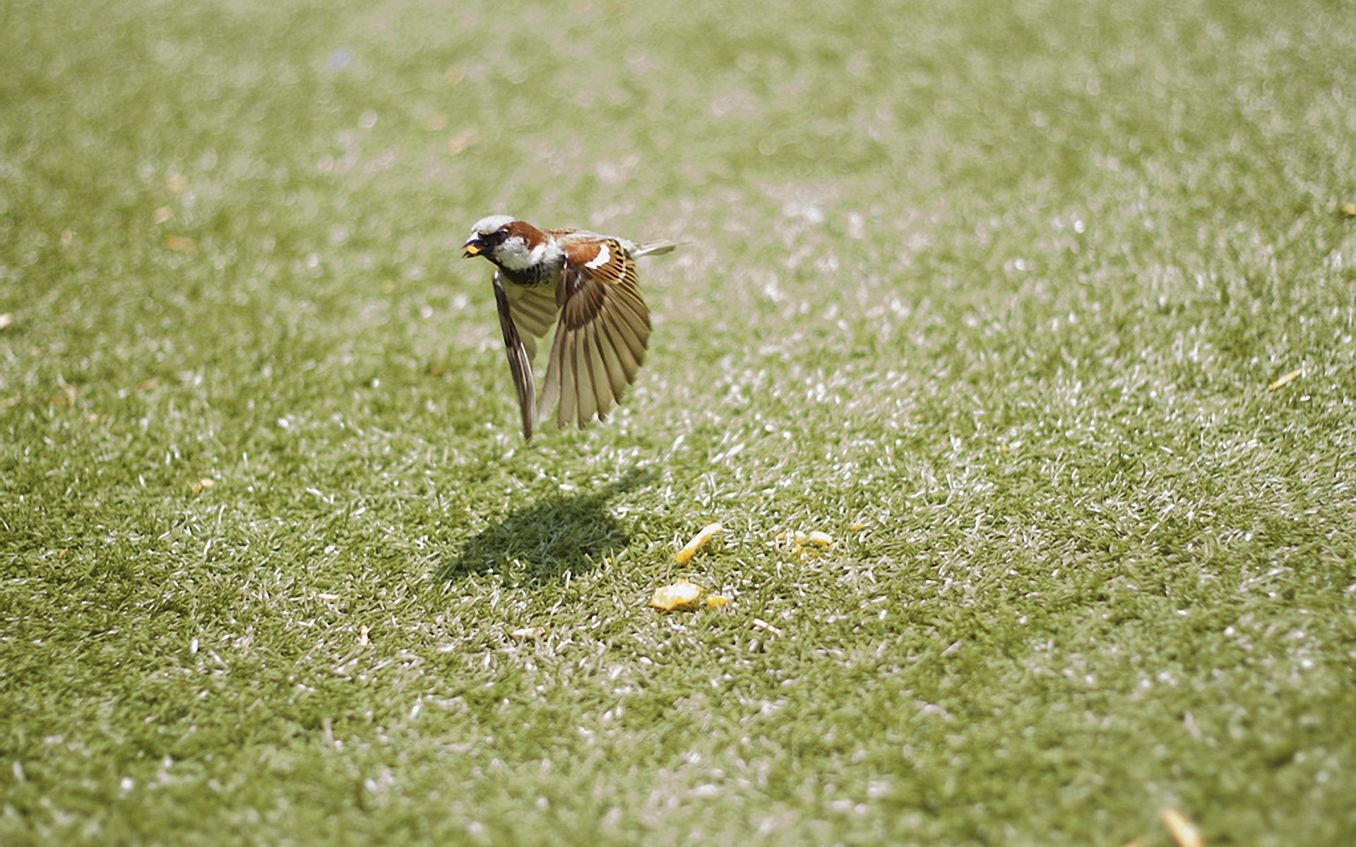 animaux nature faune herbe oiseau à l extérieur été animal petit