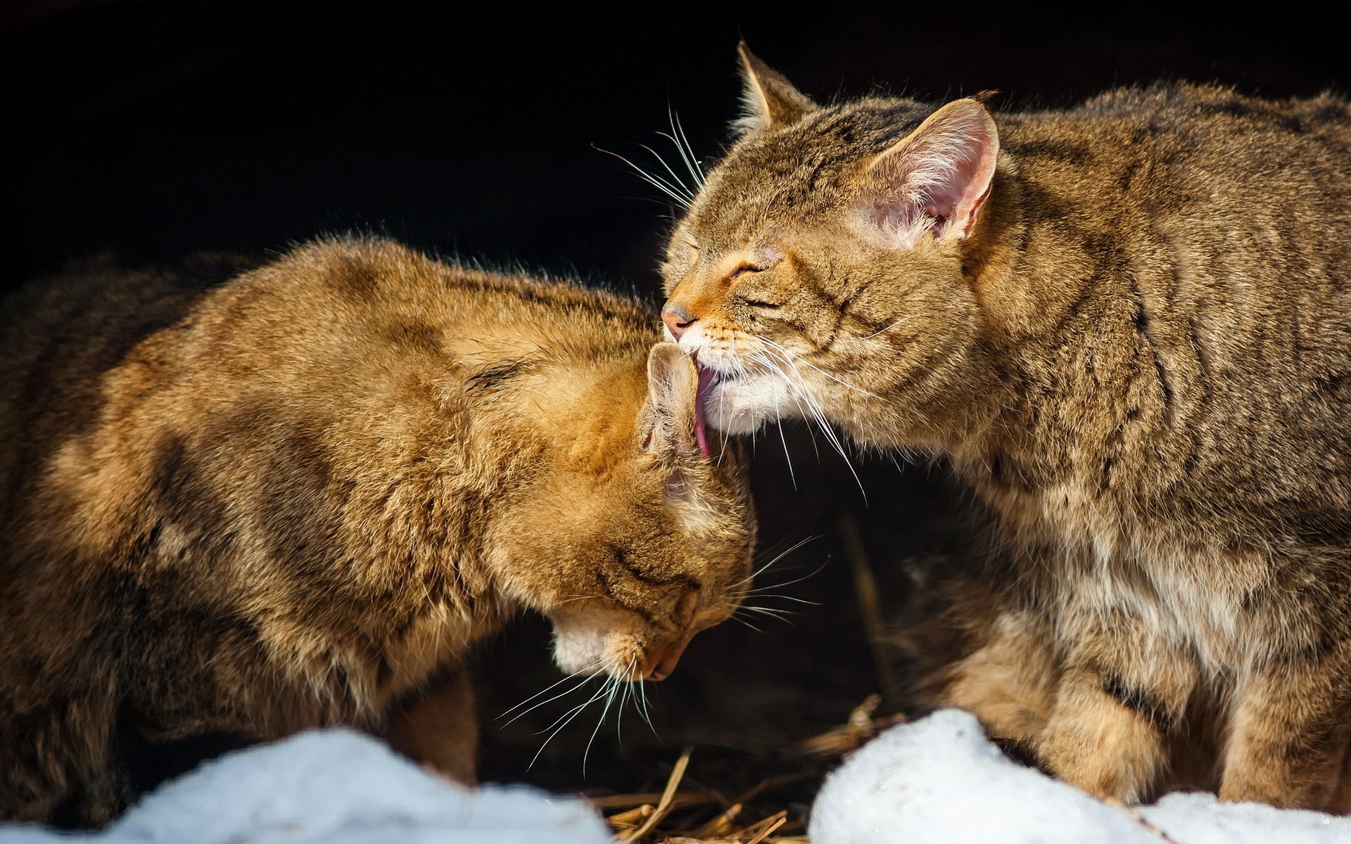 katze katze säugetier tier fell niedlich porträt tierwelt natur kätzchen auge raubtier haustier kitty liebe lustig