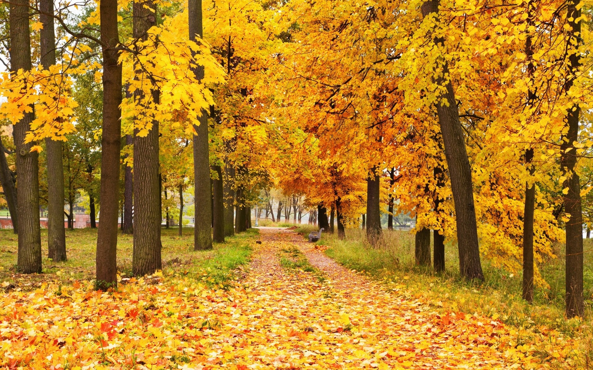 automne automne feuille érable bois bois saison parc nature scénique paysage lumière du jour or à l extérieur changement guide route beau temps sentier ruelle forêt