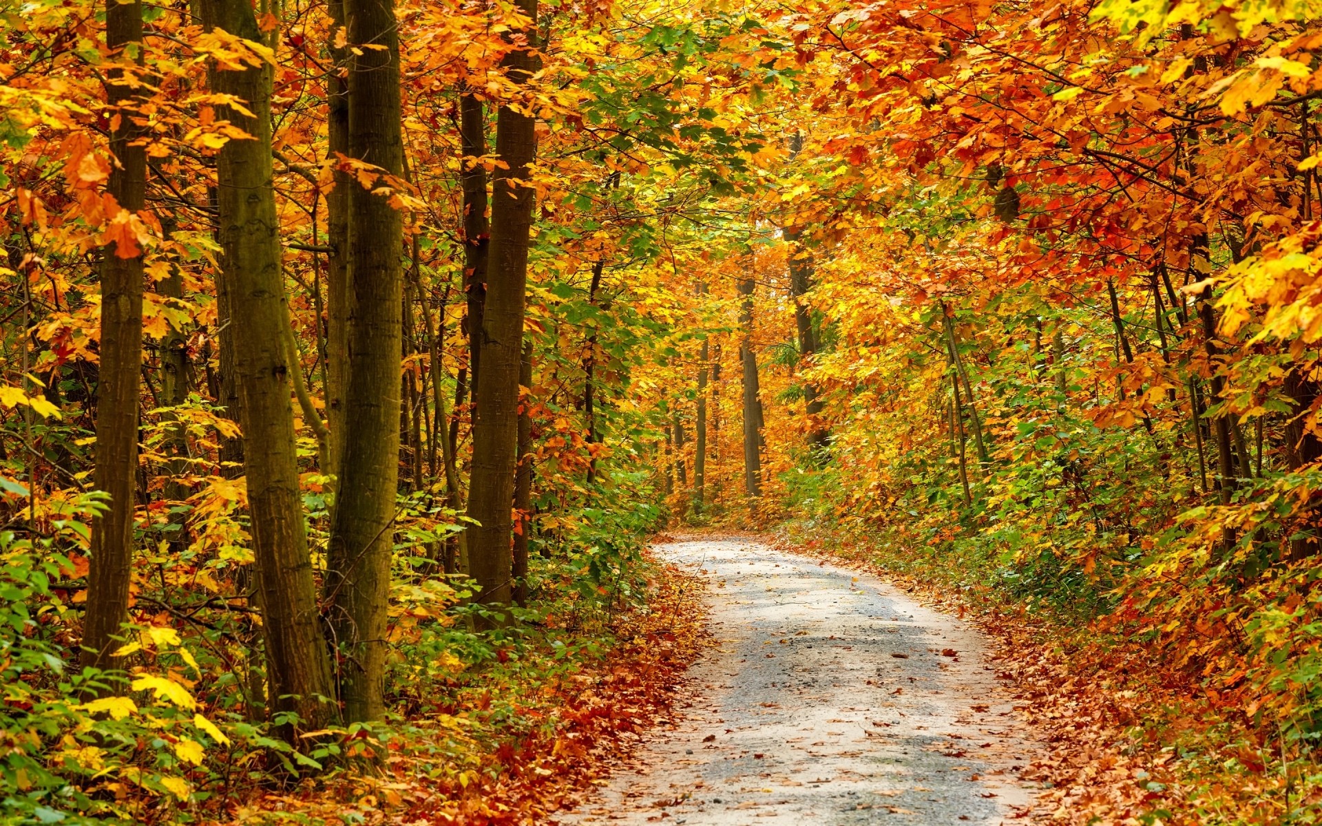 automne automne feuille bois érable nature arbre parc saison paysage scénique à l extérieur guide luxuriante lumineux route paysages hêtre beau temps or forêt