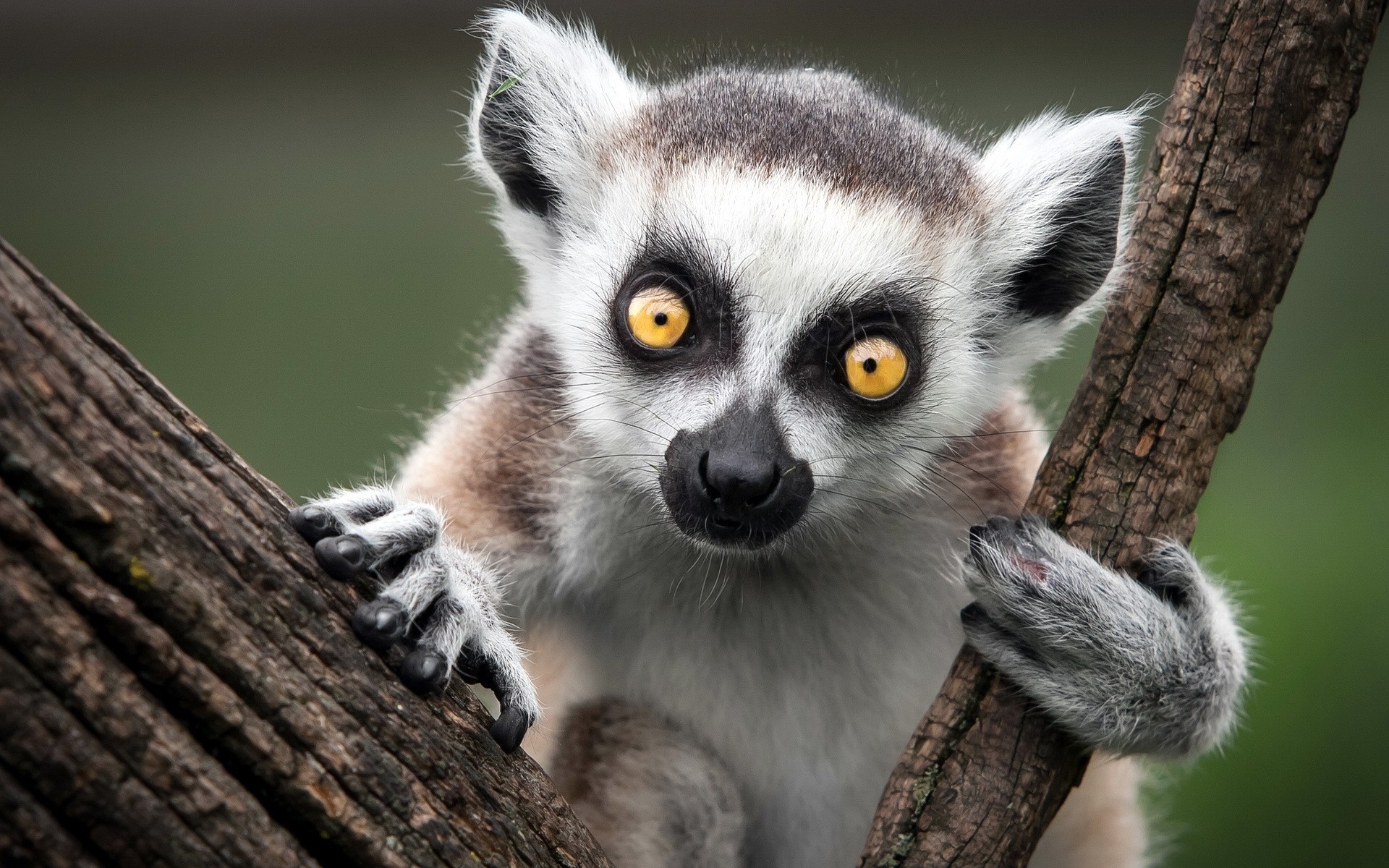 animaux faune nature animal mammifère mignon sauvage primat portrait bois zoo fourrure arbre singe lémurien