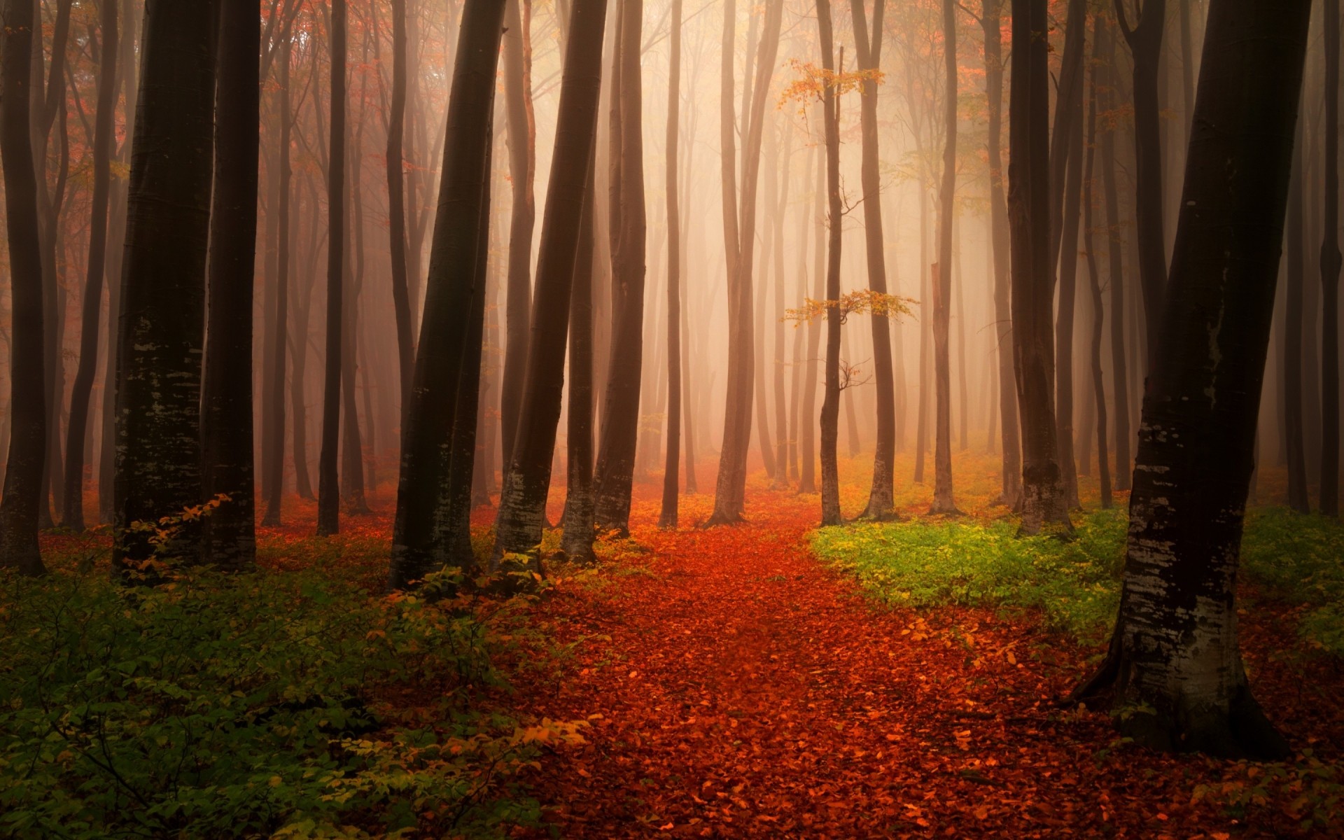 landscapes wood tree fall nature landscape dawn mist fog park leaf light sun fair weather mystery outdoors forest leaves