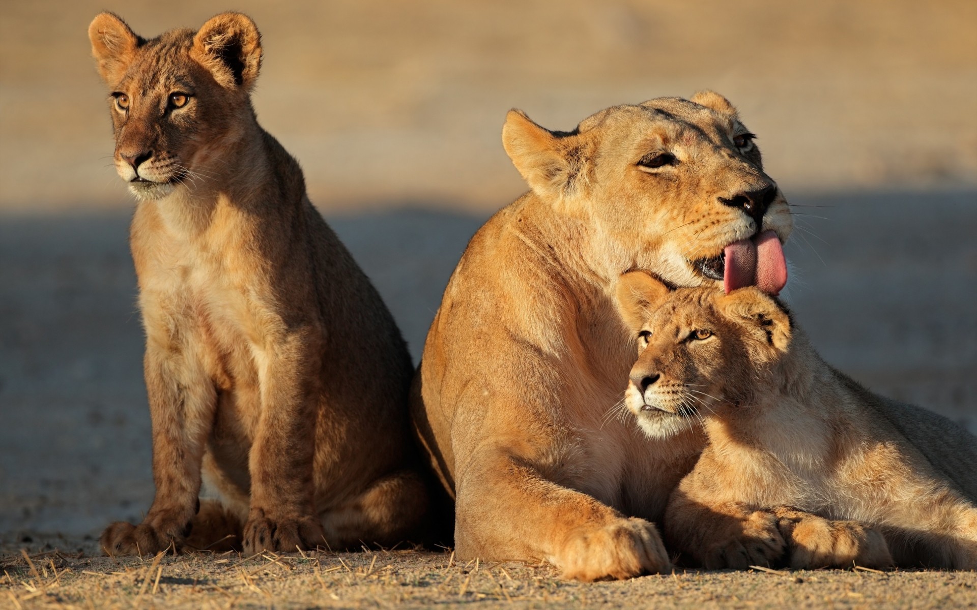 animali leone gatto mammifero fauna selvatica leonessa safari predatore animale mangiatore di carne selvaggio cucciolo di lupo natura grande gatto grande cacciatore riserva ritratto giungla leoni