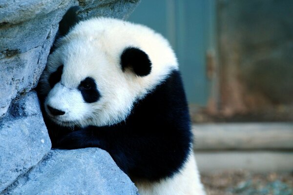 Cute panda is trying to find something in the wall that interests her