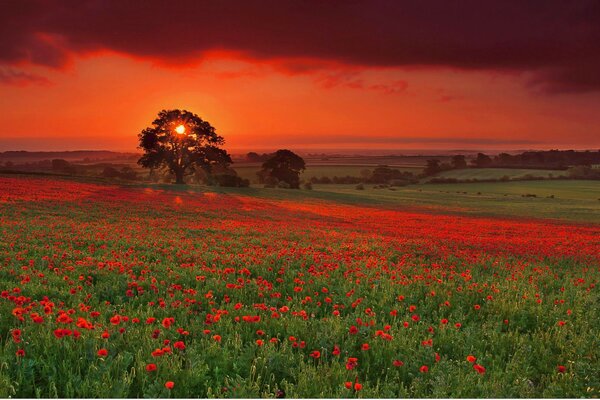 Schöner Baum bei Sonnenuntergang