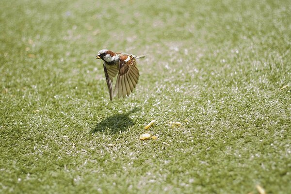 How beautiful the birds look