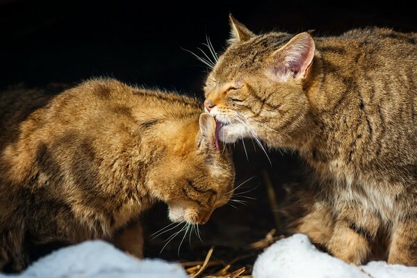 Дики кот вылизывает мех кошке