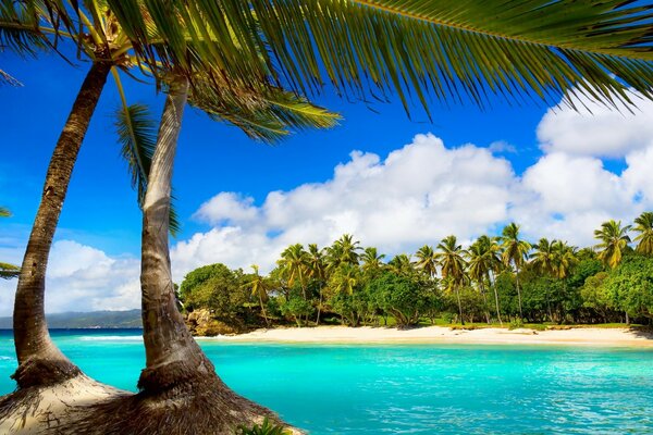 Манящий тропический пляж и пальмы