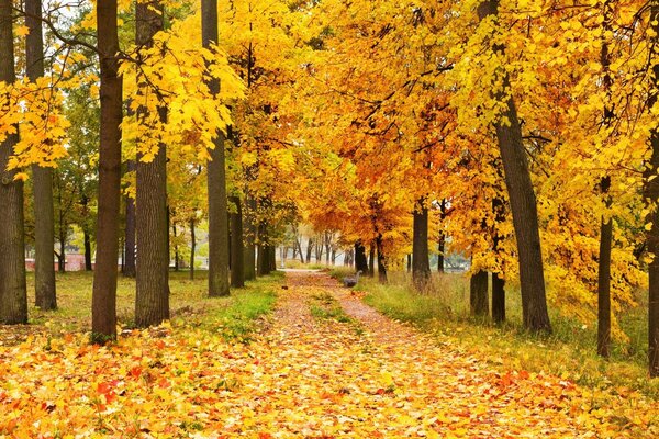 Herbstlaub fallende schöne Stadt