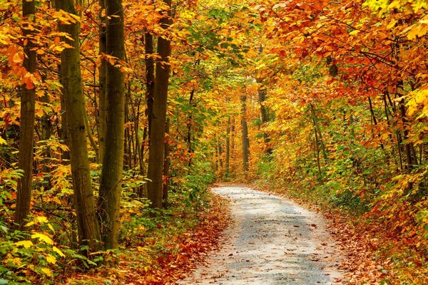 Ein Weg, der in den Herbstwald führt