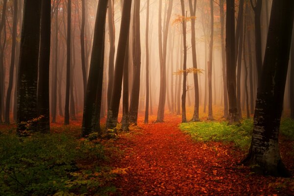 Ein ruhiger Morgen im Herbstwald