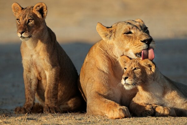 Familia de leones en la naturaleza