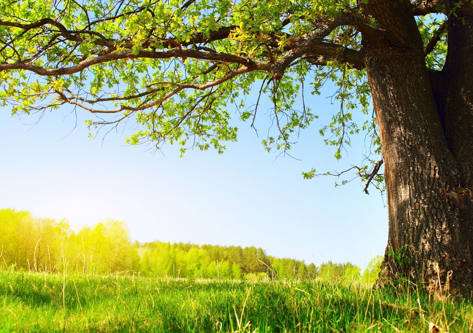 trees landscape nature wood tree sun summer grass fair weather leaf rural dawn countryside growth outdoors season field environment country scene