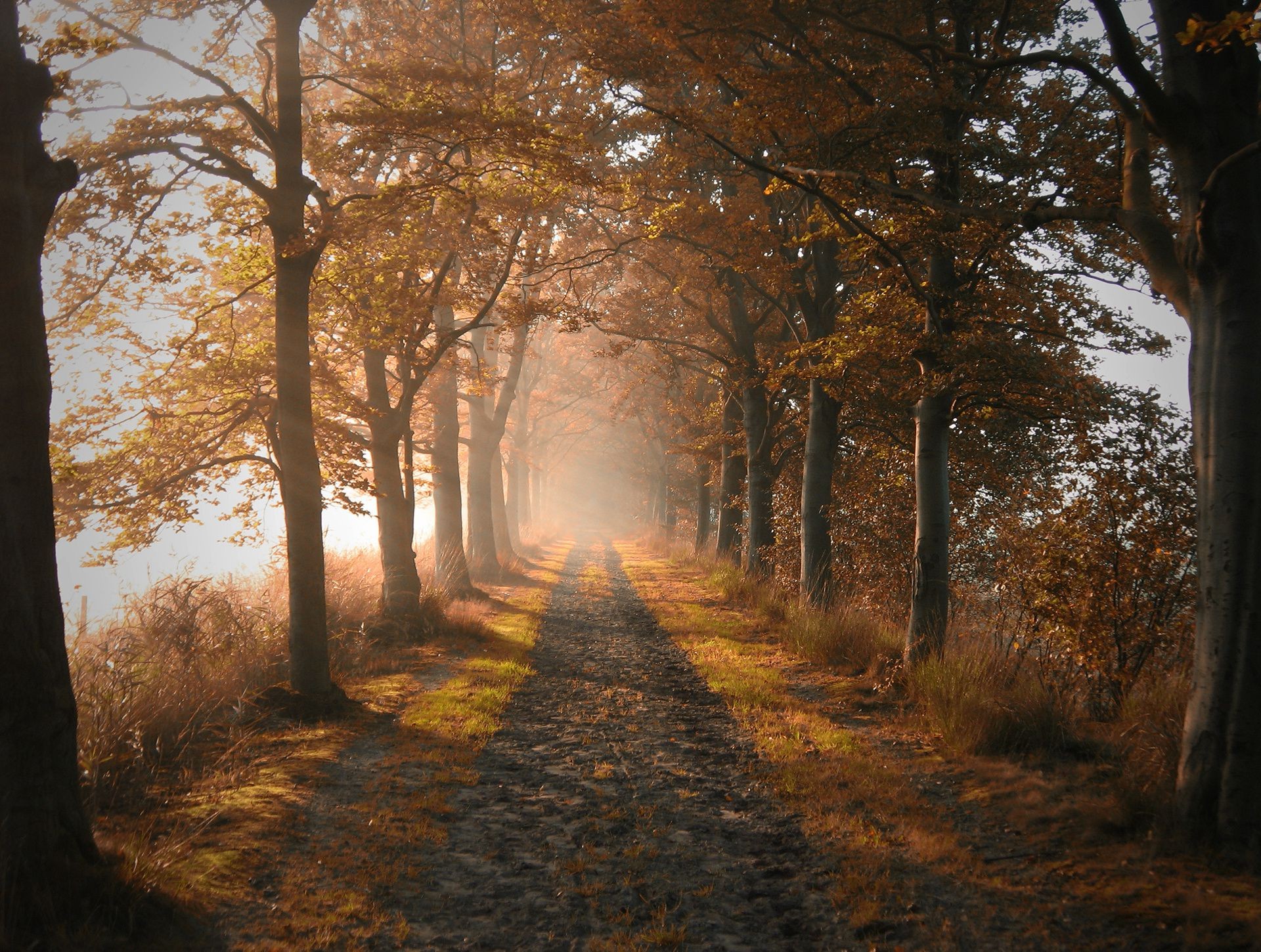 осень дерево осень туман туман рассвет пейзаж древесины свет лист аллея дорога парк тень руководство тайна подсветкой хорошую погоду на открытом воздухе природа