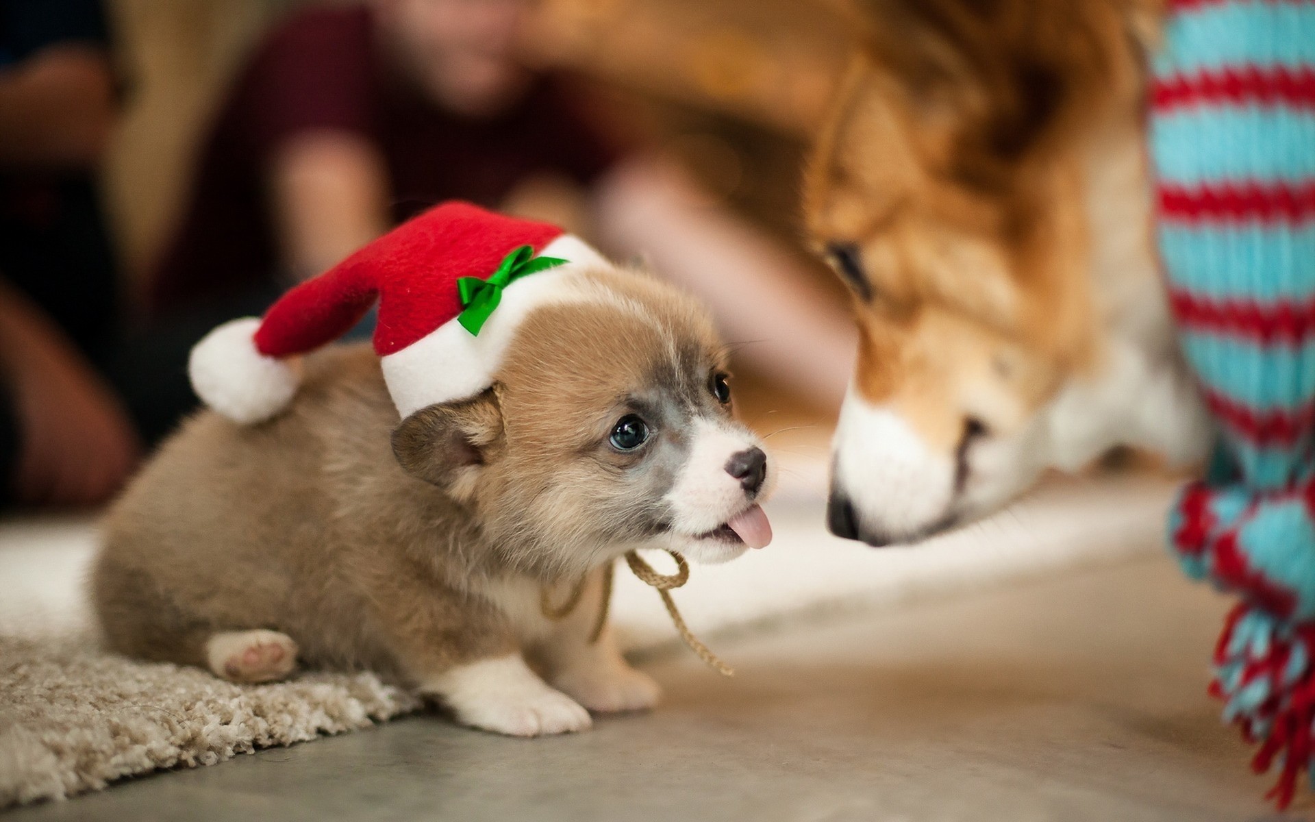 cani carino piccolo cane mammifero pet cucciolo canino natale miniatura sedersi al coperto animale giocattolo ritratto uno divertente amore