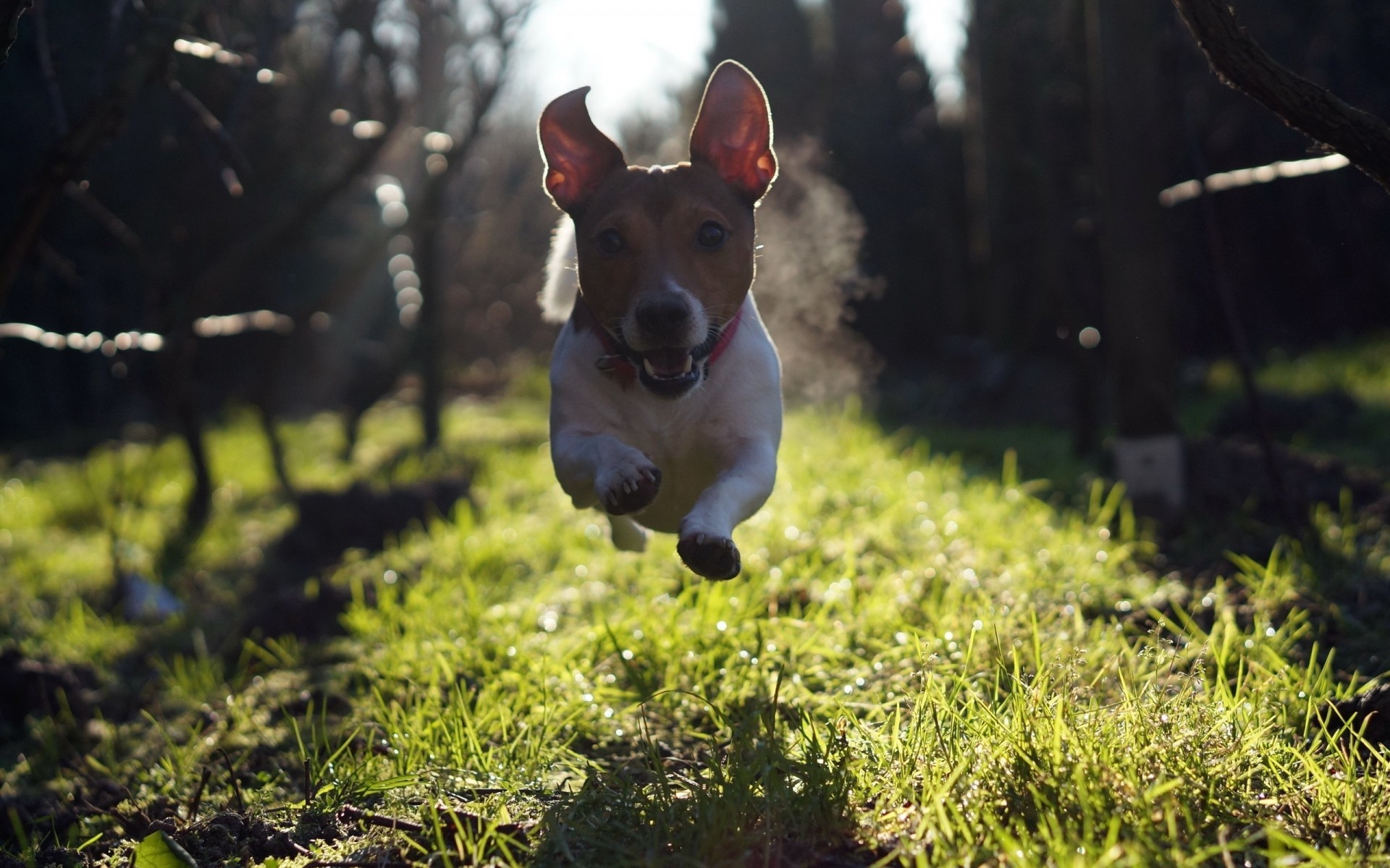 dogs dog grass animal pet mammal cute canine outdoors nature field portrait puppy hayfield summer little park