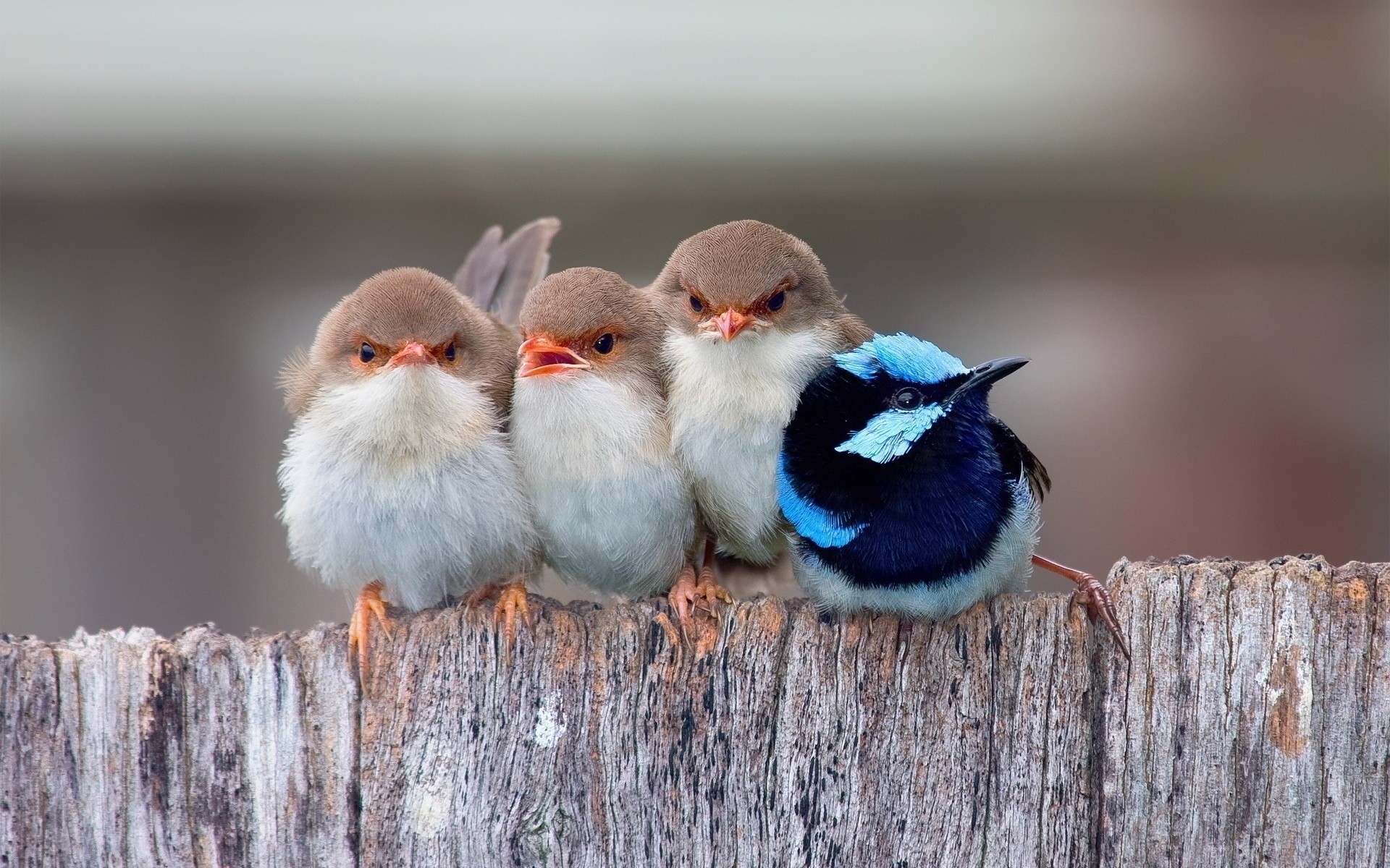 küken vogel tierwelt natur tier schnabel avian feder ornithologie im freien spatzenförmig