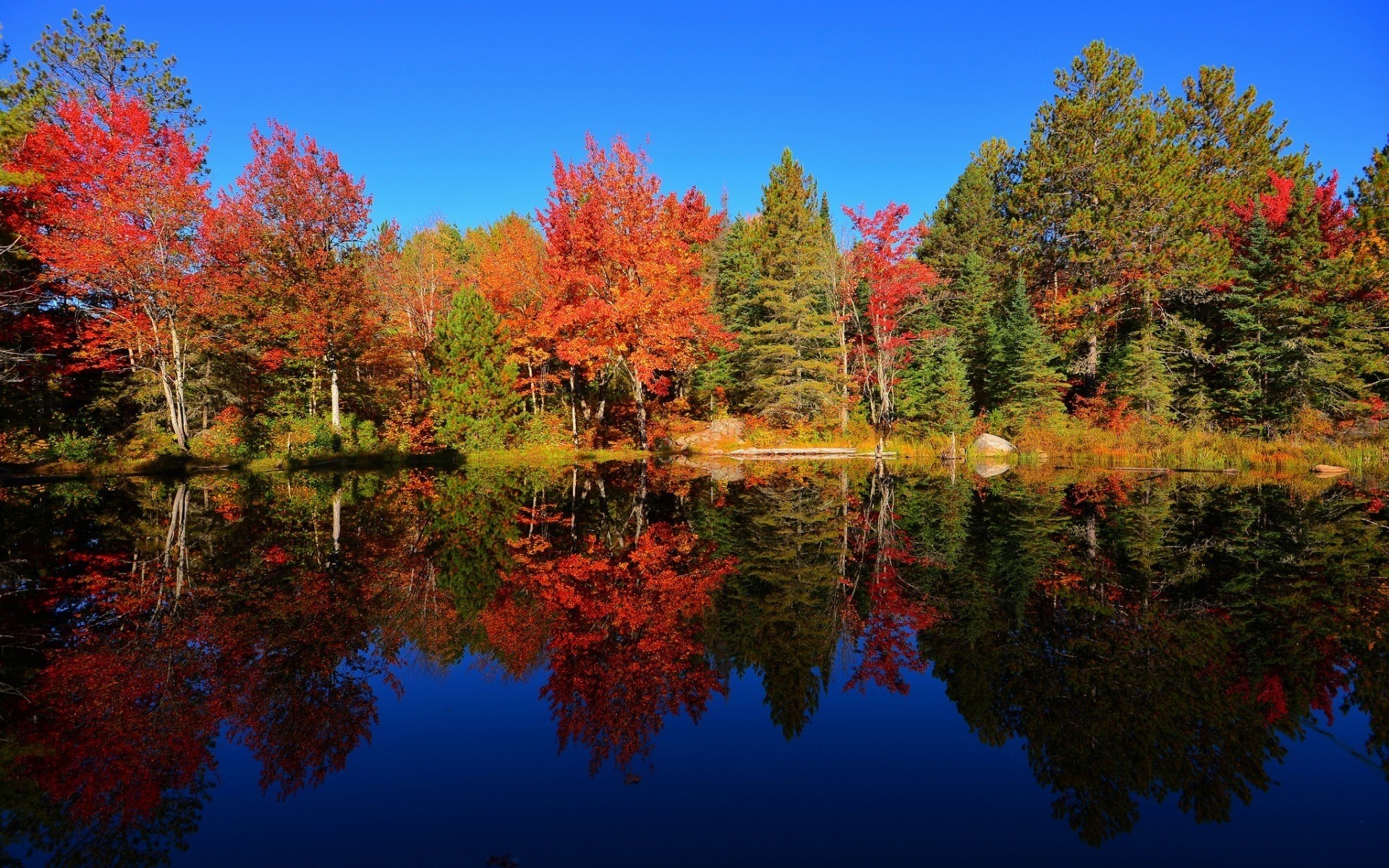 paysage arbre automne feuille bois saison nature érable paysage couleur à l extérieur parc lumineux branche lac scénique ciel forêt