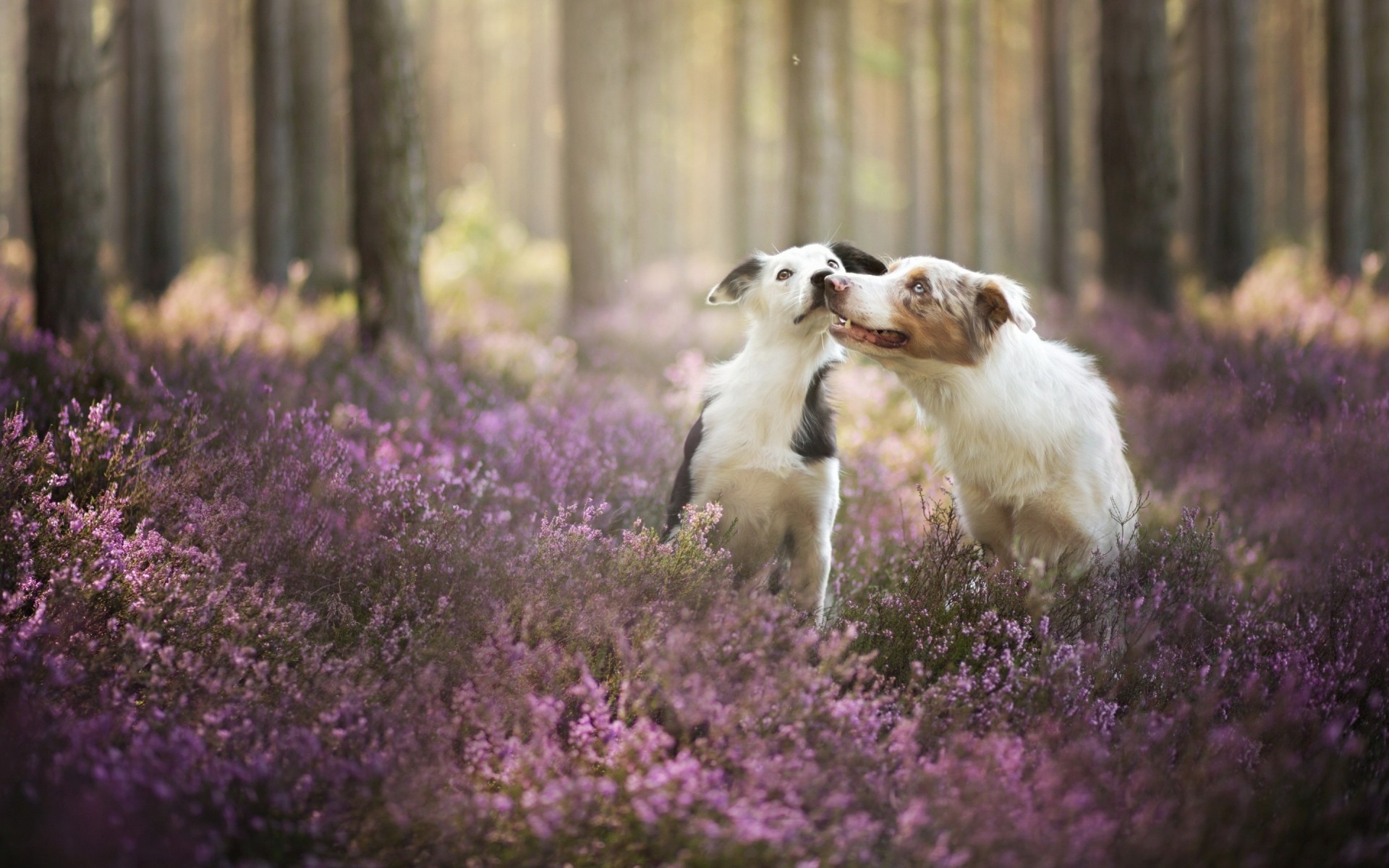 perros flor naturaleza al aire libre hierba mamífero lavanda