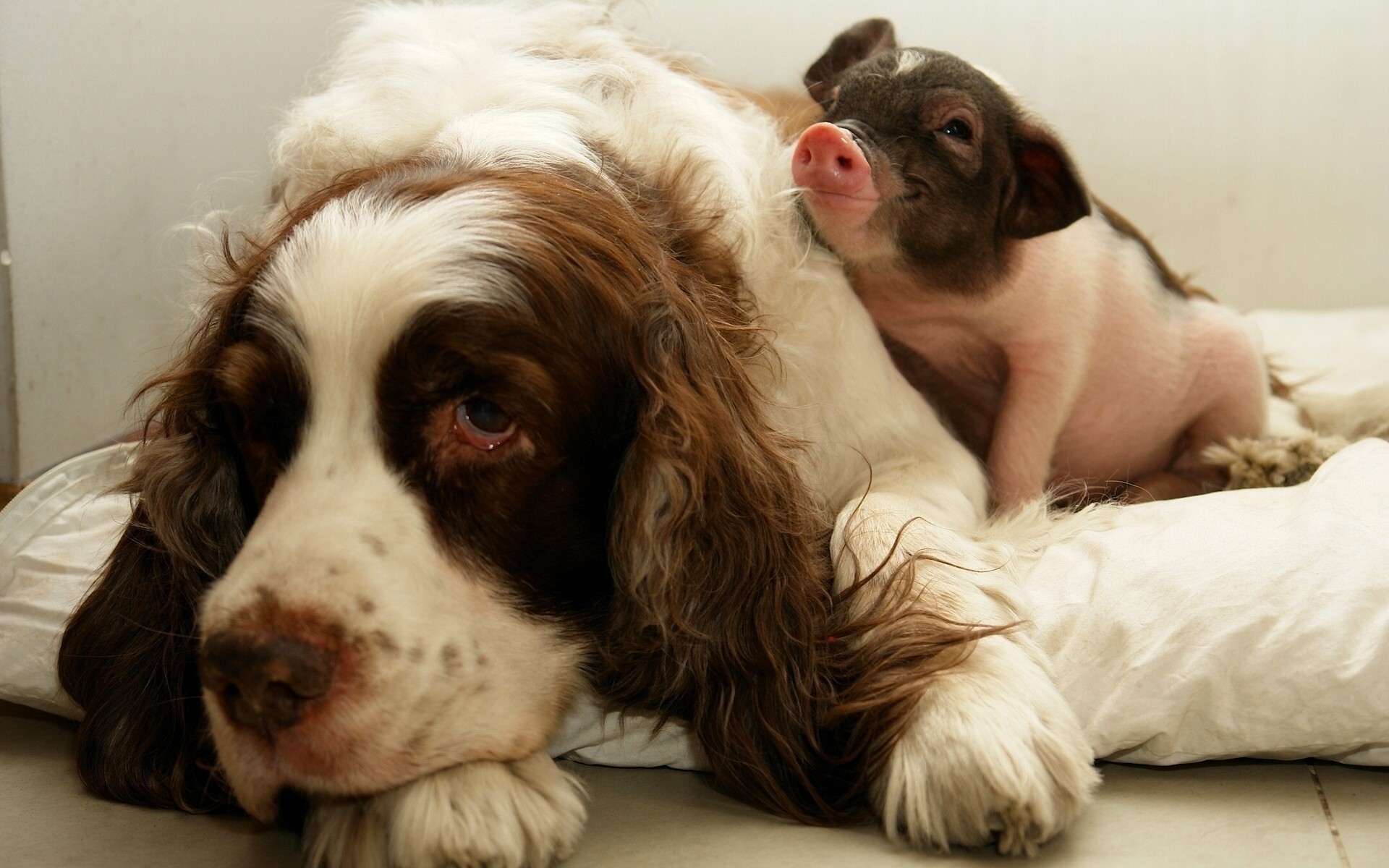 cani cane mammifero carino animale domestico cane cucciolo ritratto animale domestico sedersi piccolo divertente adorabile uno maiale amicizia