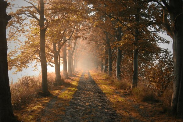 Naturaleza camino otoño árboles