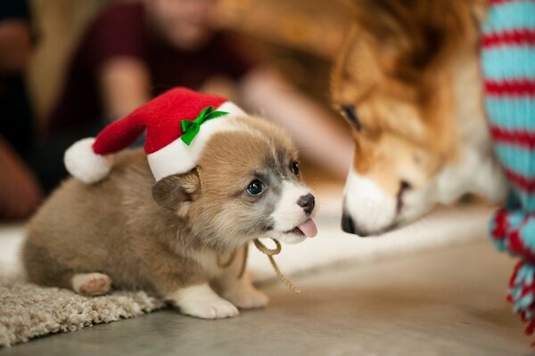 Mammals puppy in a Christmas hat