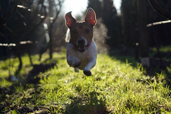 A little dog in flight on a sunny summer day