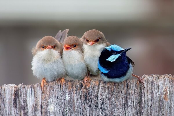 Three white and one blue chicks