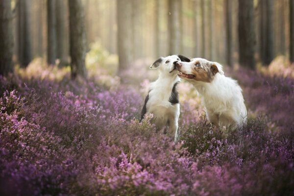 Çiçekli çimlerin arasında oynayan bir çift köpek