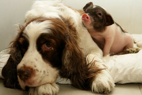 Cute mammals dog and pig