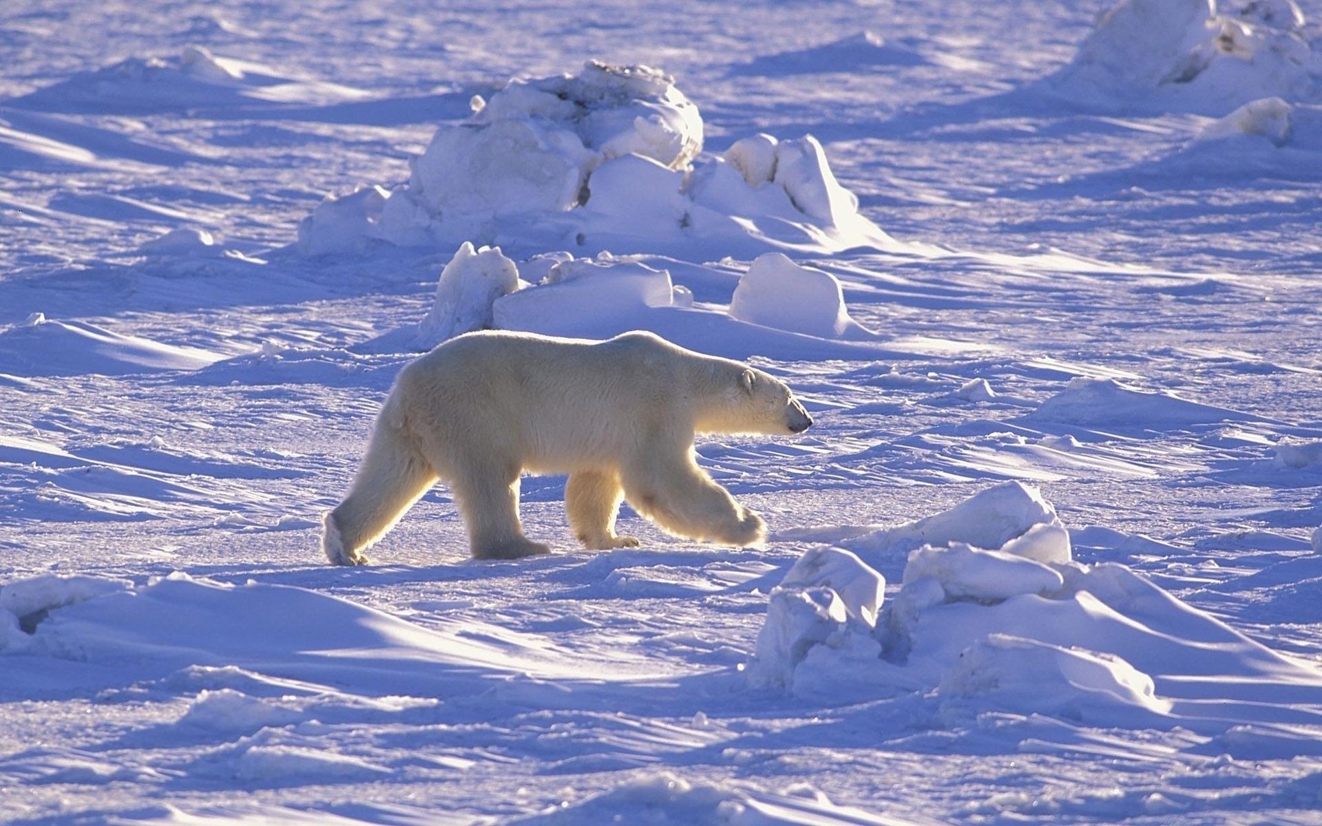 bären schnee winter frostig eis kälte polar gefroren frost natur im freien wasser säugetier landschaft tierwelt