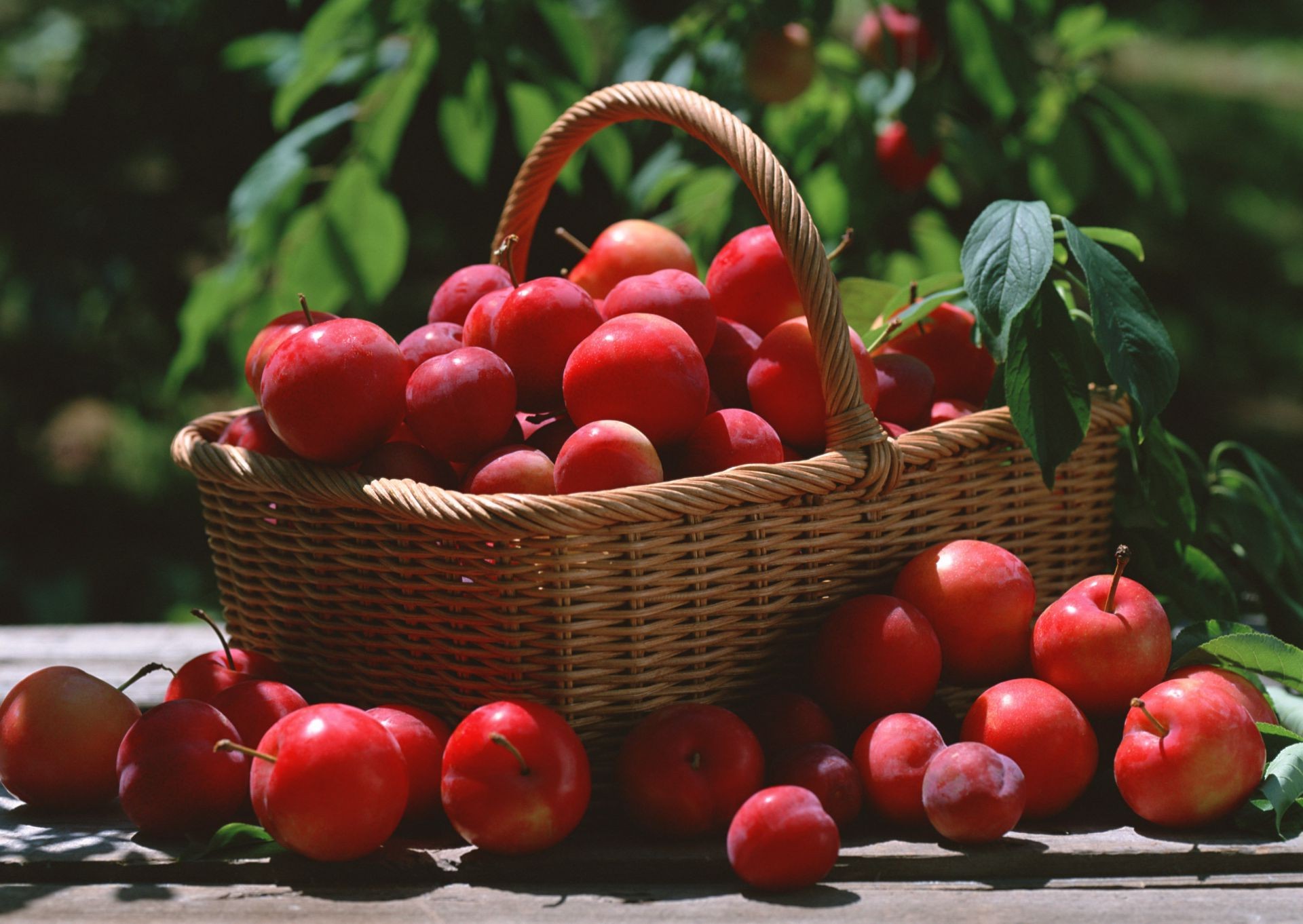 bacche frutta cibo cesto ciliegia succosa giardino bacca pascolo crescere sano intrecciato foglia salute verdura cibo partito mercato molti agricoltura