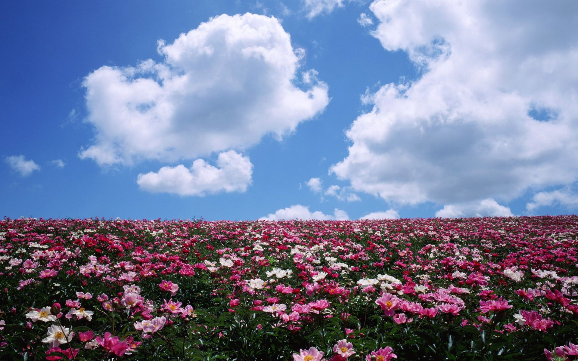 campo de flores flor naturaleza verano al aire libre paisaje flora crecimiento cielo campo brillante rural hierba hoja buen tiempo jardín heno sol color floral